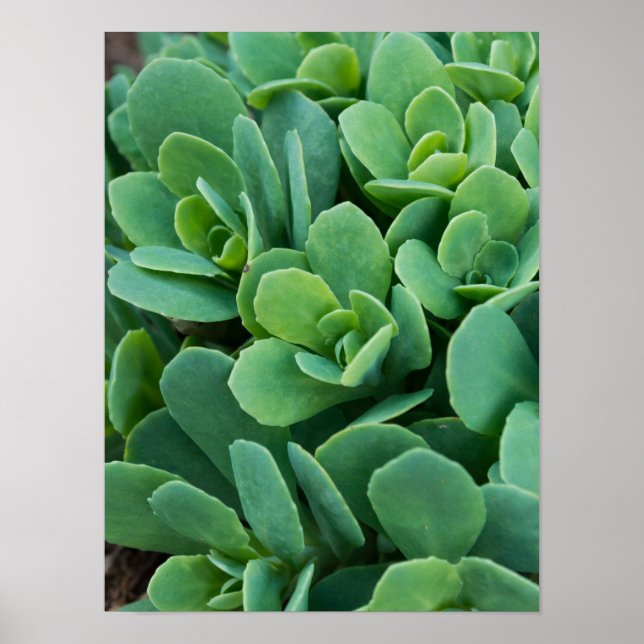 Bara Sedum Poster (Framsidan)