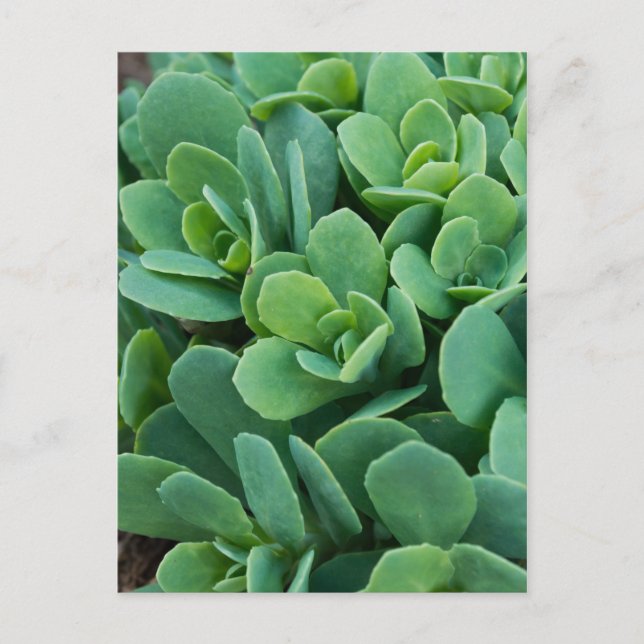 Bara Sedum Vykort (Framsida)