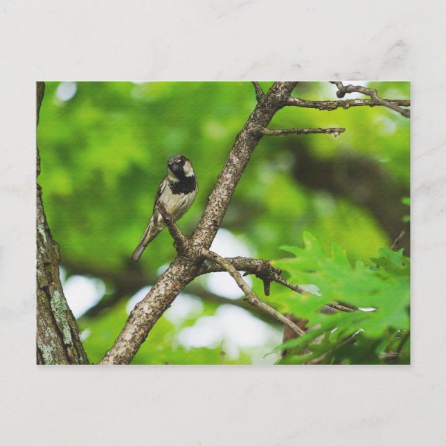 Bara Sitta runt Vykort (Framsida)