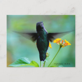 Bara sjunger medan jag passerar för att säga hej! vykort