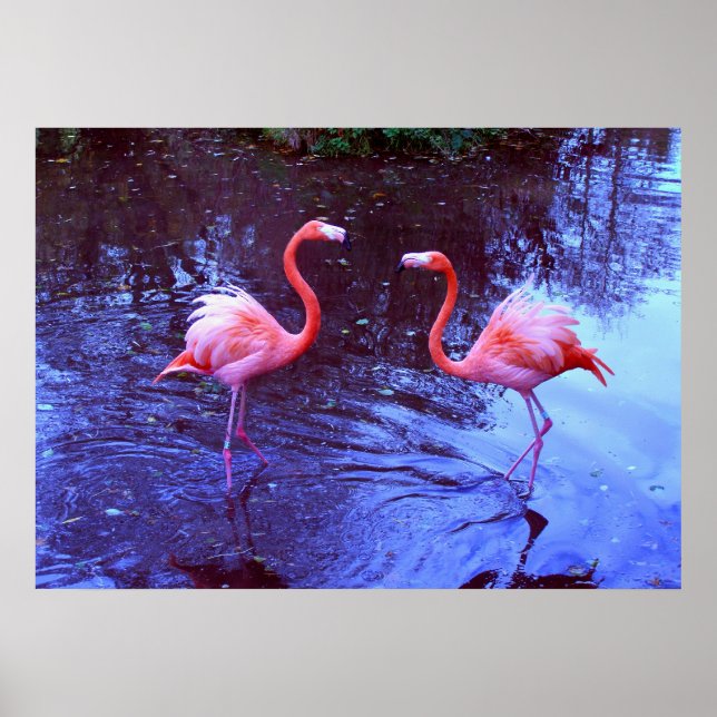 Bara två flamingor poster (Framsidan)