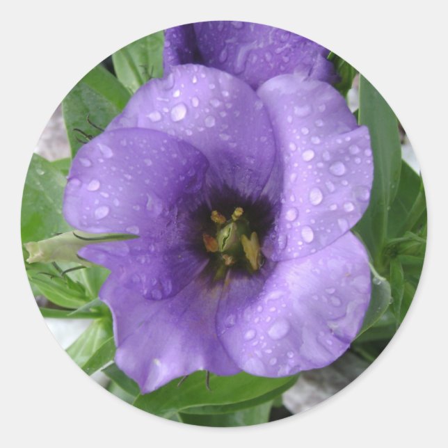 Bara urvattnad runt klistermärke (Framsida)