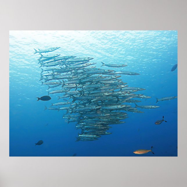 Baraccuda Party Poster (Framsidan)