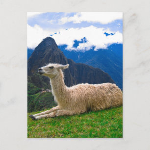 Barack i Machu Picchu Vykort