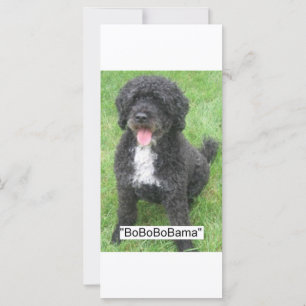 Barack Obama Vatten Hund
