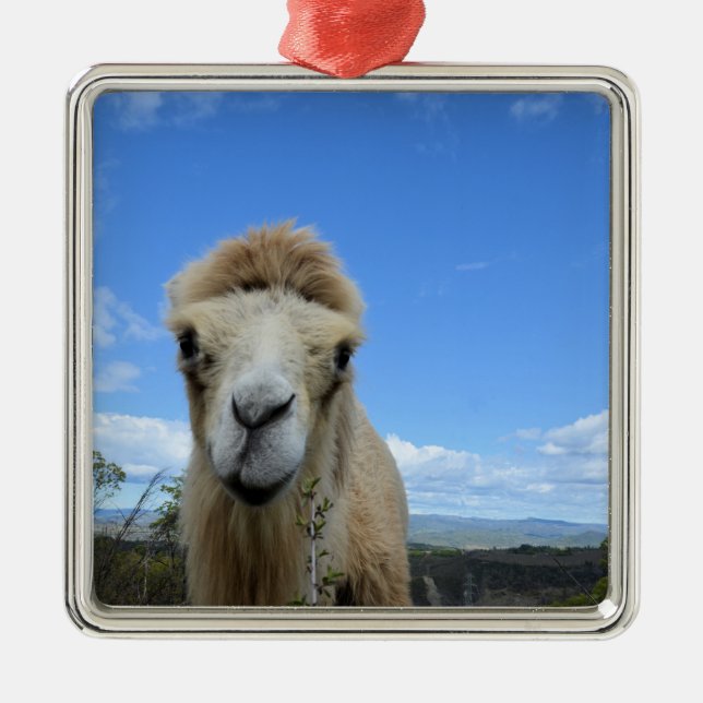 Baraka Smiling Camel Ornament (Framsidan)