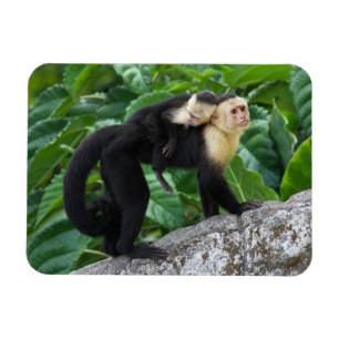 Bärande baby för vuxen Capuchinapa på dess baks Magnet