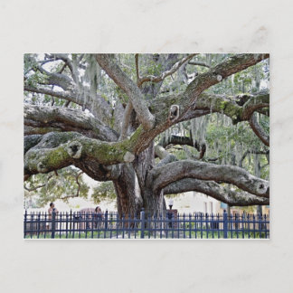 Baranoff Oak - Safety Harbour, FL Vykort