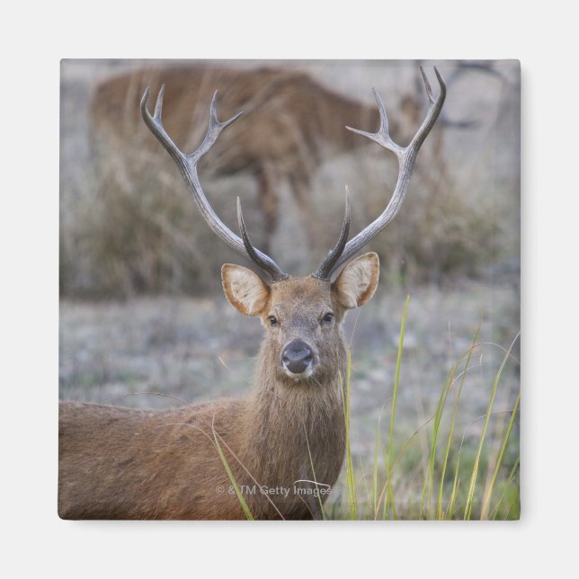Barasingha eller Barasinga (Rucervus) Magnet (Framsidan)