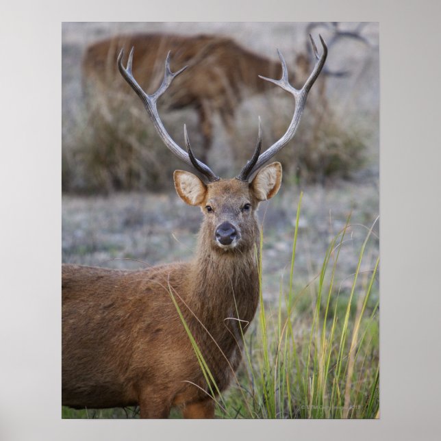 Barasingha eller Barasinga (Rucervus) Poster (Framsidan)