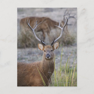 Barasingha eller Barasinga (Rucervus) Vykort