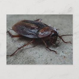 Barata Cucaracha Cockroach Vykort