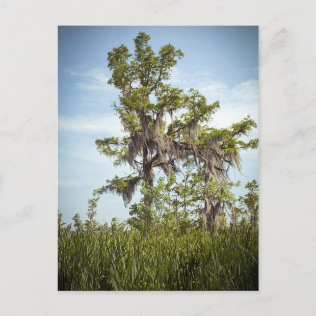 Barataria Swamp Cypress Träd Vykort (Framsida)