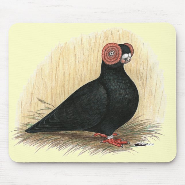 Barb Pigeon Standard Black Musmatta (Framsidan)