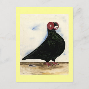 Barb Pigeon Watercolor Vykort