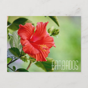 Barbados hibiskus blomma vykort
