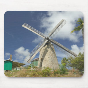 BARBADOS, nordöstra kusten, Morgan Lewis: Morgan Musmatta