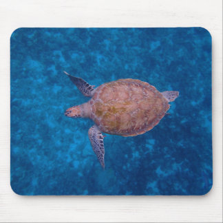 Barbados Sea Turtle Musmatta