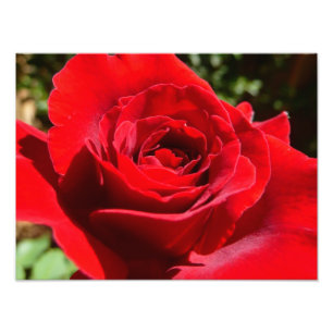 Bärbar Blommigt i Röd ros Fototryck