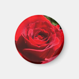 Bärbar Blommigt i Röd ros Magnet