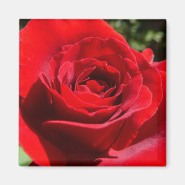 Bärbar Blommigt i Röd ros Magnet