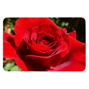 Bärbar Blommigt i Röd ros Magnet