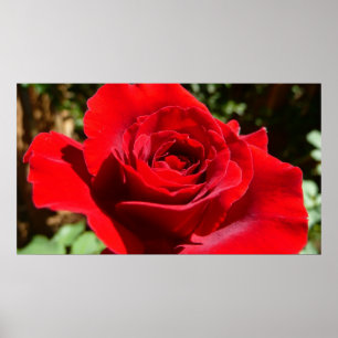 Bärbar Blommigt i Röd ros Poster