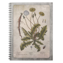 Bärbar botanisk illustration - Dandelion