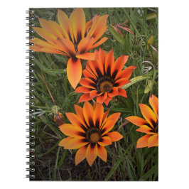 Bärbar orange och svart Gazanias Spiral Anteckningsbok