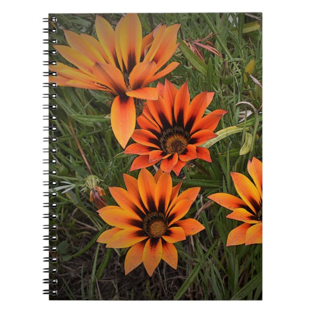 Bärbar orange och svart Gazanias Spiral Anteckningsbok (Framsidan)