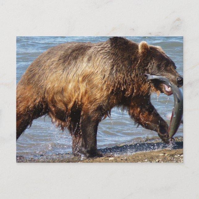 Bärbart Borta fiskevykort Vykort (Framsida)