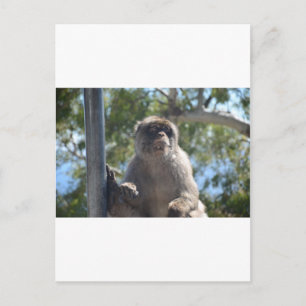 Barbary Ape Vykort