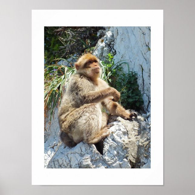 Barbary macaque monkey poster (Framsidan)