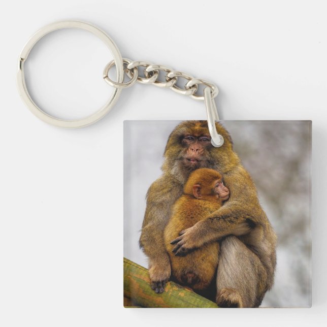 Barbary macaque morsa och baby (Framsidan)