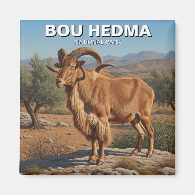 Barbary Sheep i Bou Hedma nationalpark i Tunisien Magnet (Framsidan)