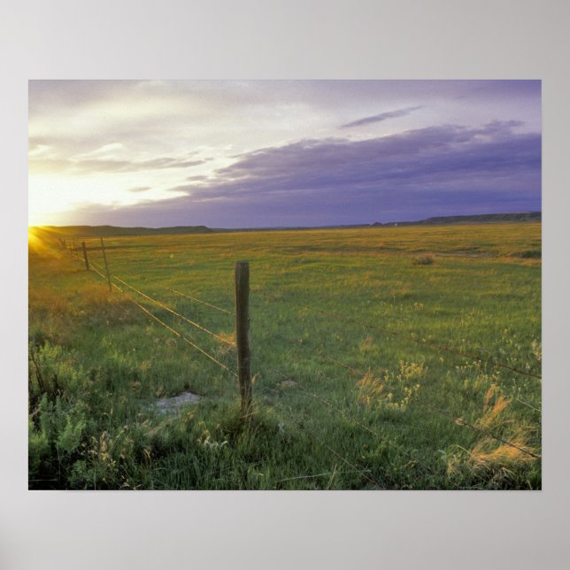 Barbed Wire Fenceline i nordöstra Montana Poster (Framsidan)