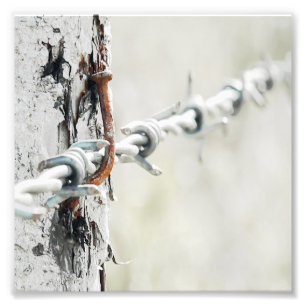 Barbed Wire hängde med en rostig Nagel Fototryck
