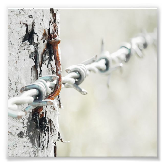 Barbed Wire hängde med en rostig Nagel Fototryck (Framsidan)
