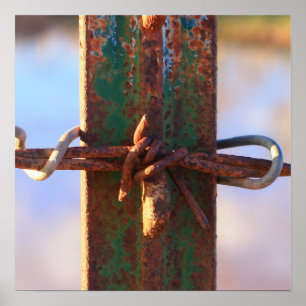 Barbed Wire och Rust Kor Poster