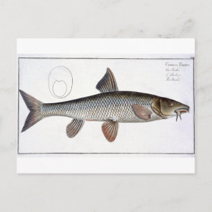 Barbel (Cyprinus Barbus) platta XVIII från "Ichthy Vykort