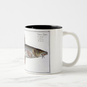 Barbelen (Cyprinus Barbus) pläterar XVIII från Två-Tonad Mugg