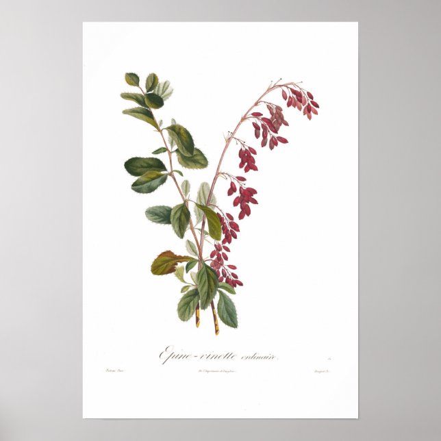Barberry Poster (Framsidan)