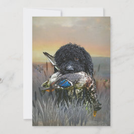 Barbet, Fransk Vatten Hund Inbjudningar