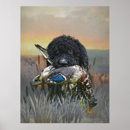 Barbet, Fransk Vatten Hund Poster
