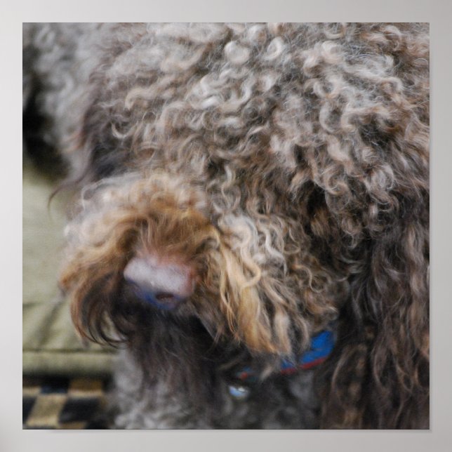 Barbet Poster (Framsidan)