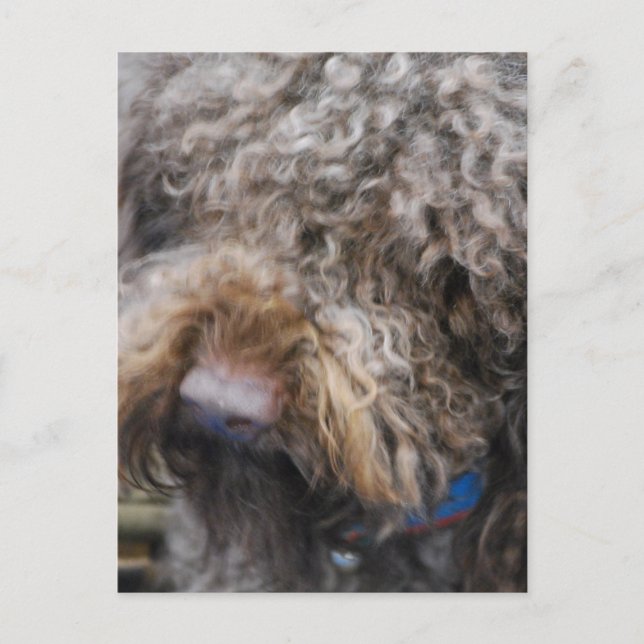Barbet-vykort Vykort (Framsida)