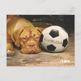Barcelona's soccer fanatic dog vykort