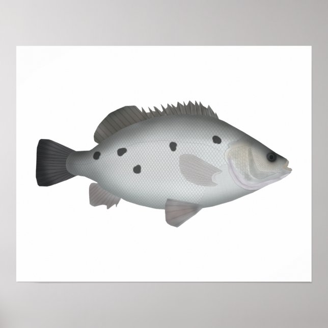 Barcoo Grunter Poster (Framsidan)