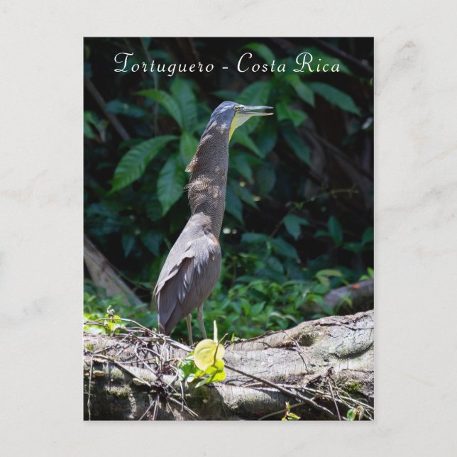 Bare-Throated Tiger Heron i Tortuguero Vykort (Framsida)