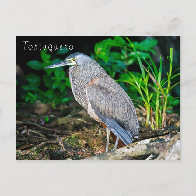 Bare-Throated Tiger Heron i Tortuguero Vykort (Framsida)